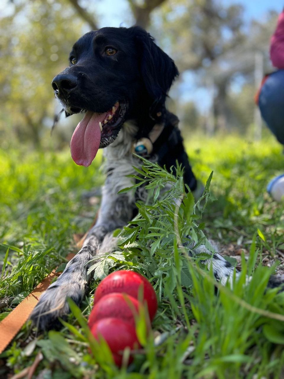 Setter inglese bianco e nero su un prato Setter inglese bianco e nero su un prato