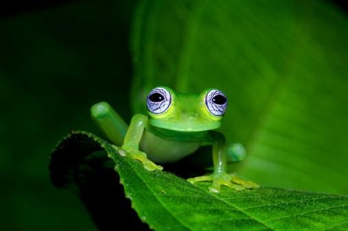 REFRAMING THE FROG EYEBALLS