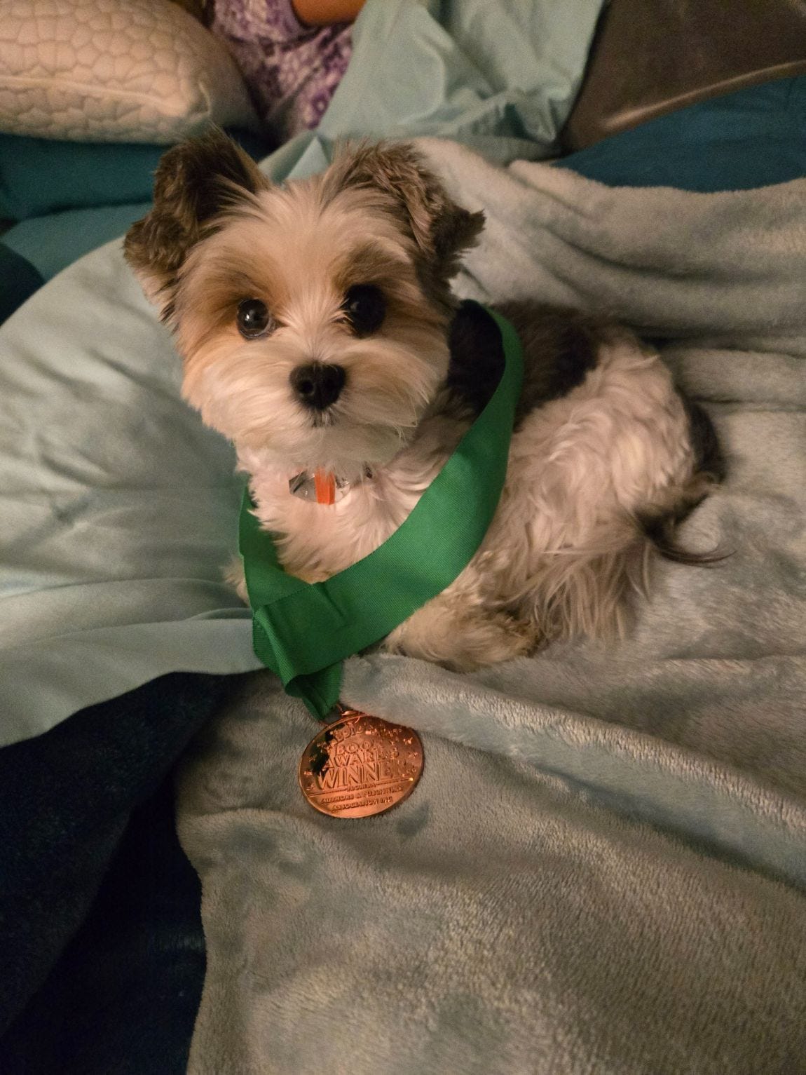 A dog wearing a medal on a ribbon