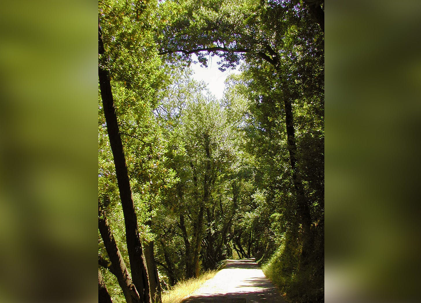 sunlight peeks through huge overhanging trees onto a small street