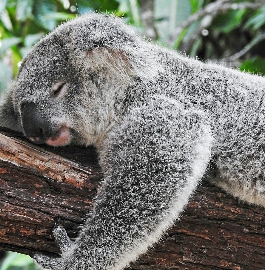 koala bear sleeping on tree