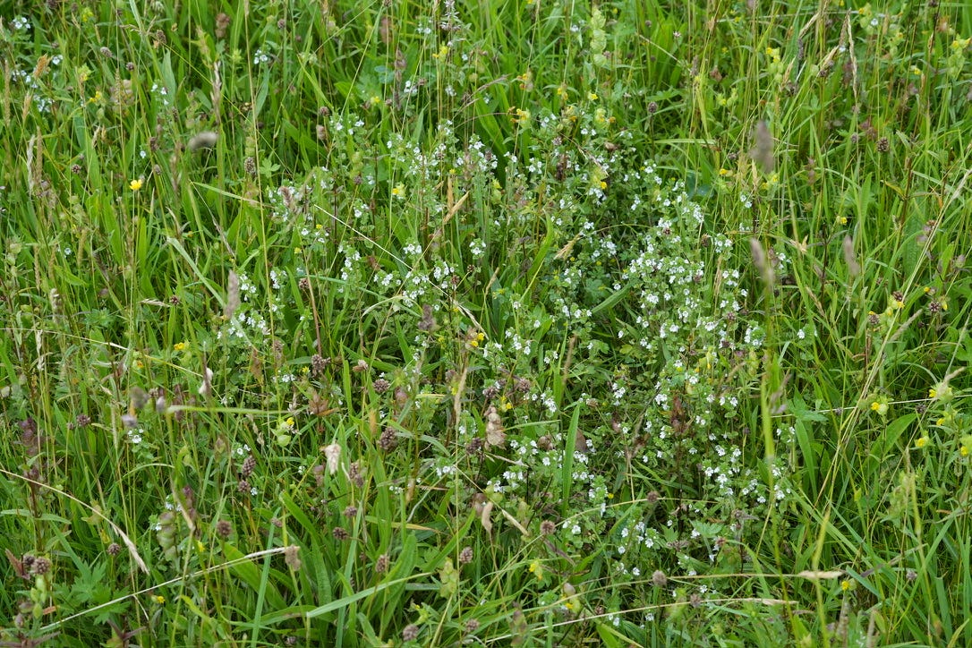 Euphrasia | eyebright Euphrasia | eyebright