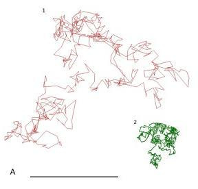 diffusion pathways