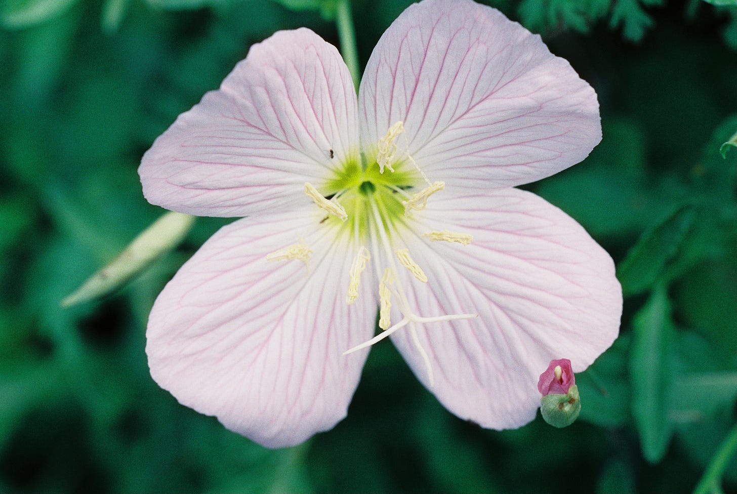 Pink flower of Oenothera speciosa, evening primrose
