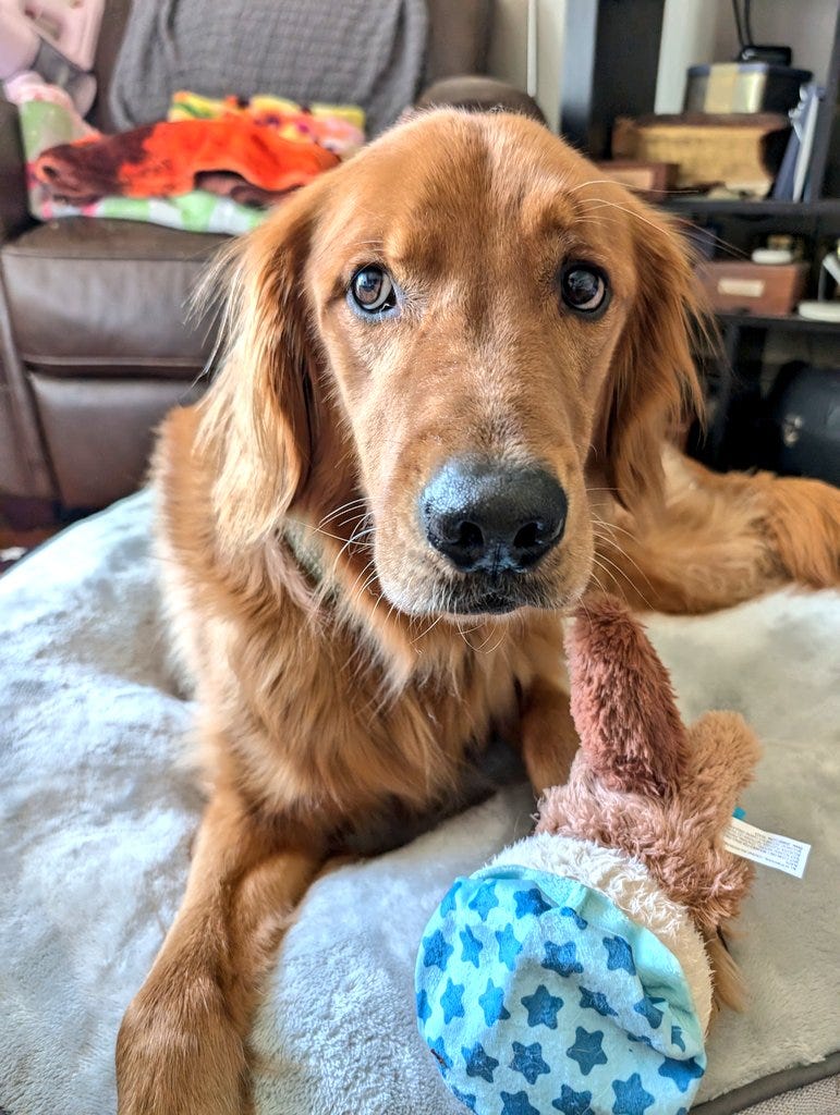 Rufus is a red golden retriever l ooking very concerned. He is laying on the ottoman with one of his stuffies, a little otter that squeaks. 
