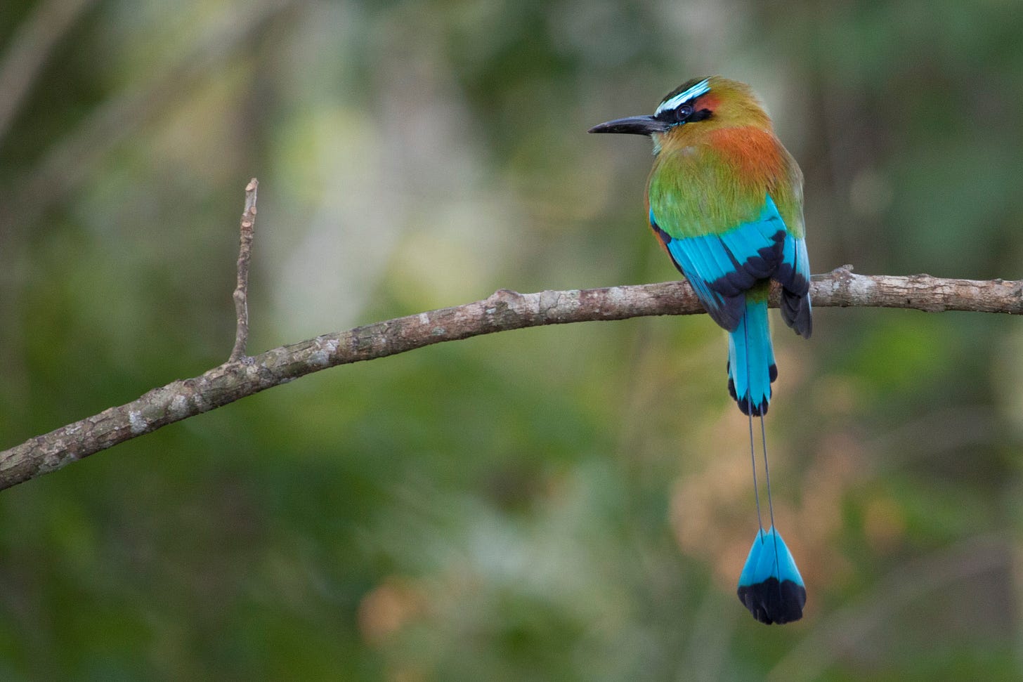 How to get this shot - Motmot in Costa Rica