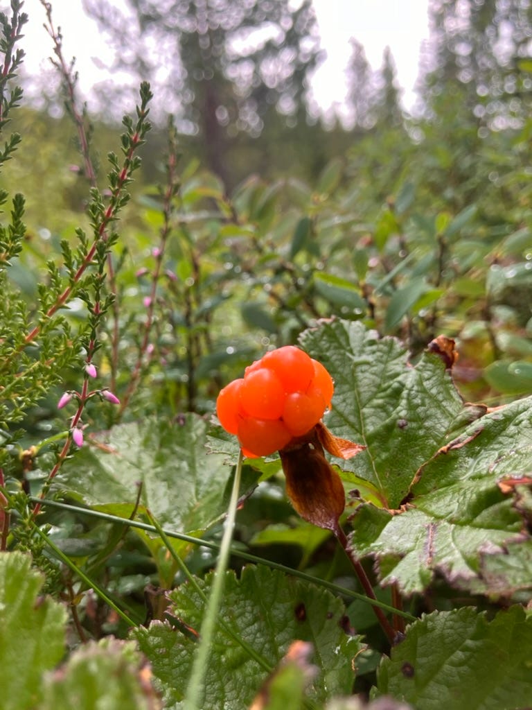 a cloudberry a cloudberry