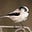Stephen Pearson's avatar