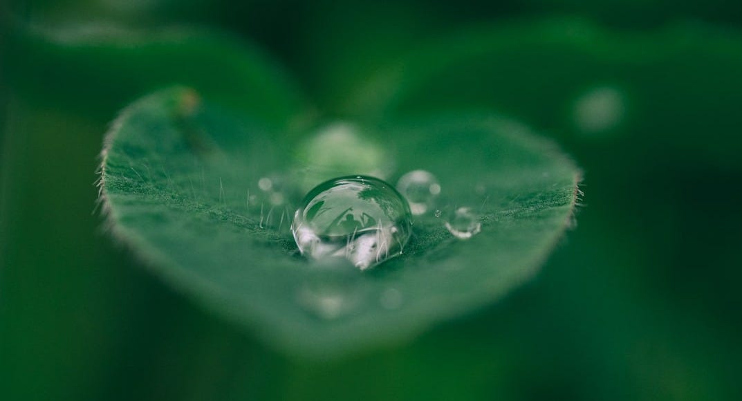 green leaf with water drops