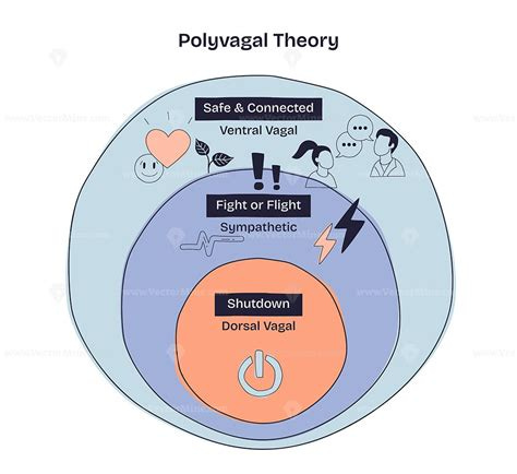 Polyvagal Theory shows three nervous system states, Safe and Connected, Fight or Flight, and ...