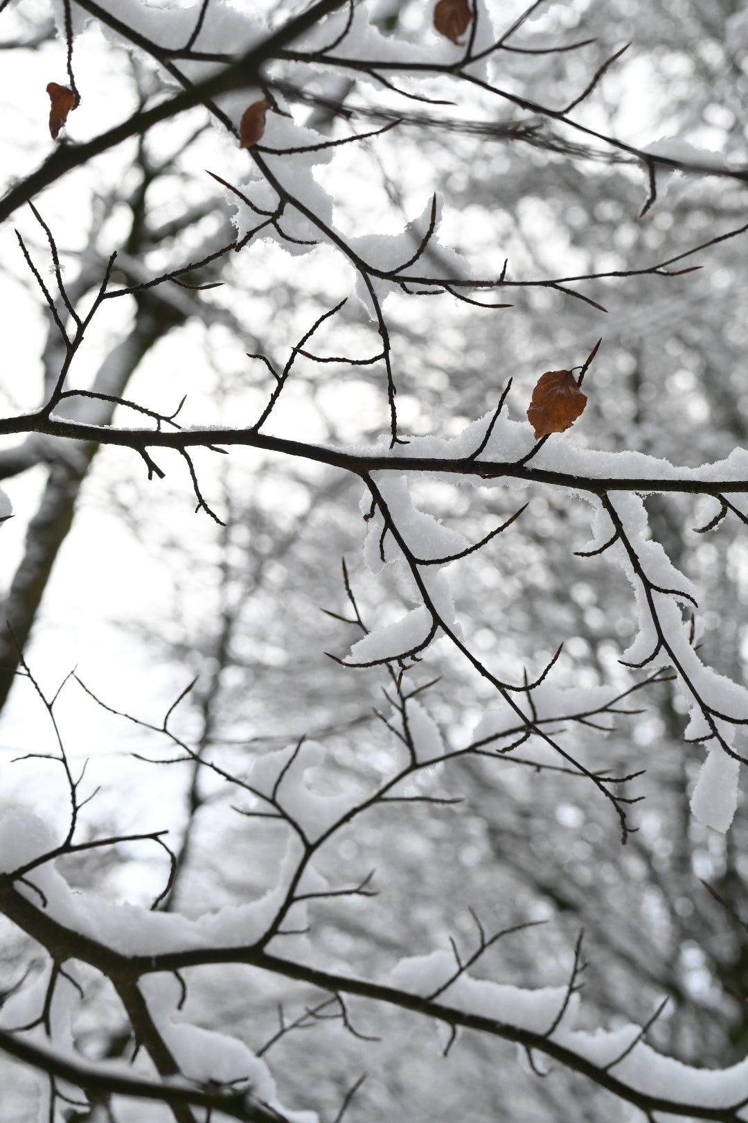 beech branches in snow