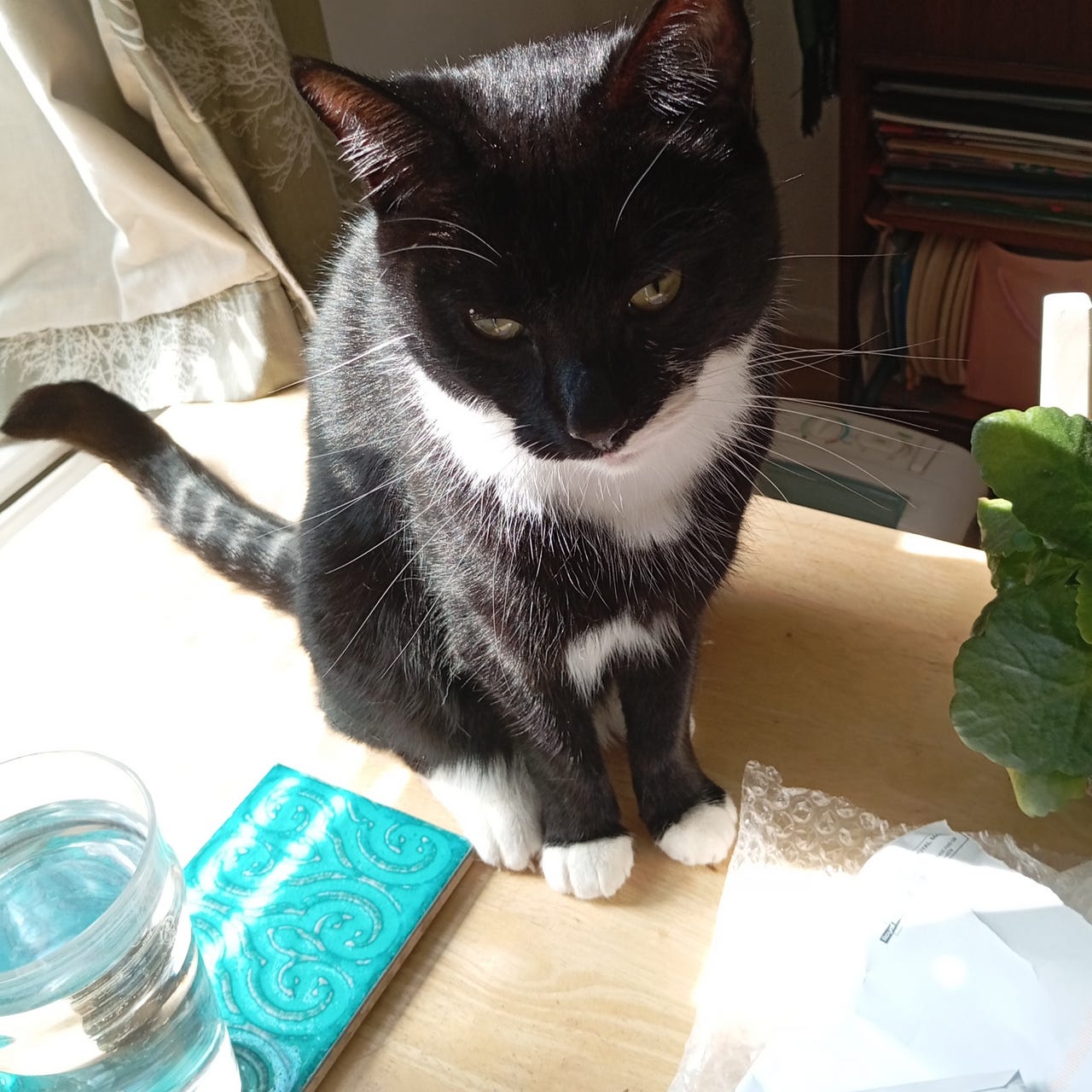 The Logic of the Cat