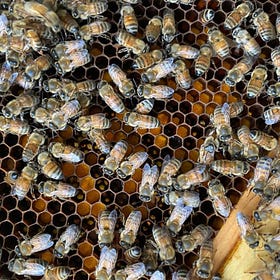 Vitamin P: Pollen