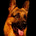 Writing with Dogs—A Professor Mike Publication