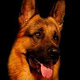 Writing with Dogs—A Professor Mike Publication