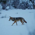 City Clarifies Coyote Response Policy After Resident Says Pet Killed Near Harrison Park