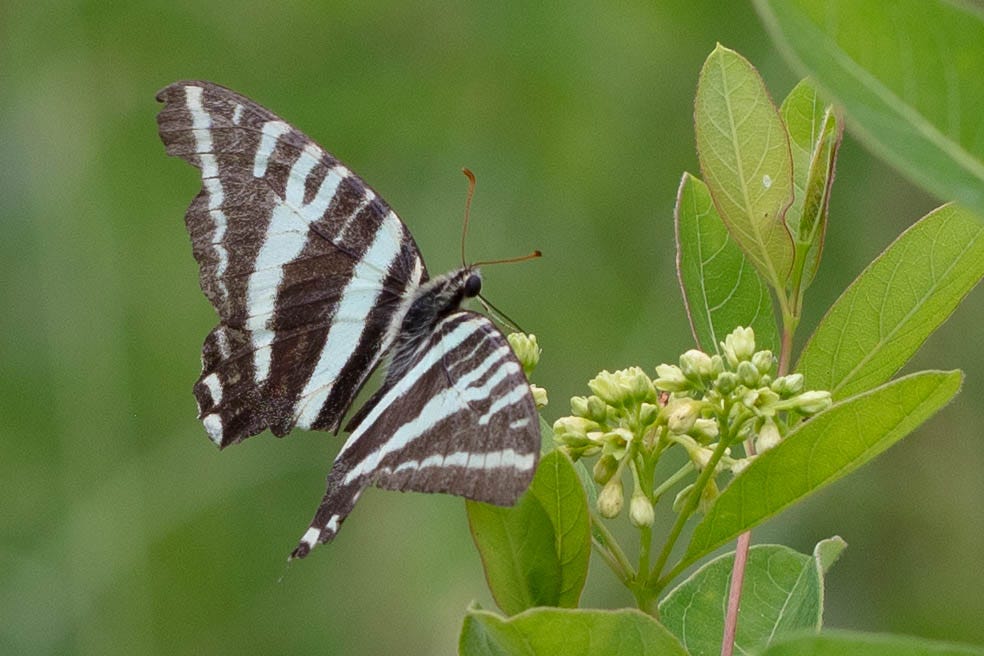 A butterfly with black and white vertical stripes on the wings visting a plant with small green flowers and pinkish red stems. A butterfly with black and white vertical stripes on the wings visting a plant with small green flowers and pinkish red stems.
