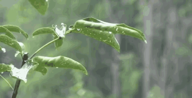 Good Horning Raining Morning GIF - Good Horning Raining Morning Rain GIFs