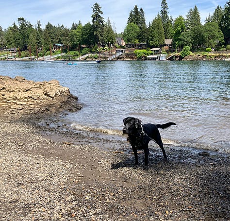 River with Black Labrador dog swimming, walking, fetching, playing, and enjoying life in Oregonblack