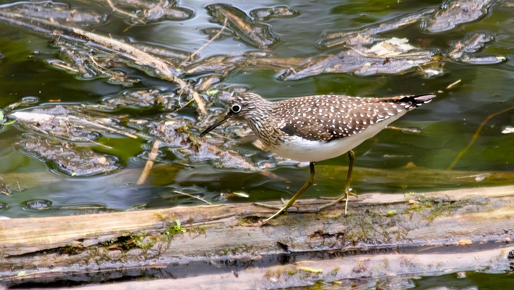Solitary Sandpiper