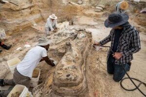 Researchers and volunteers with the Florida Museum of Natural History have discovered the ancient remains of several gomphotheres at a fossil site in North Florida.
