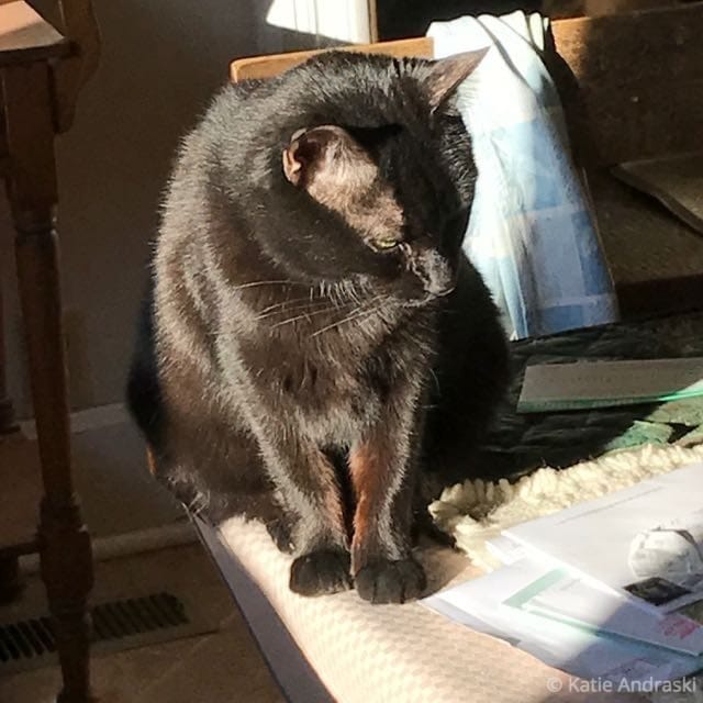 Black cat sitting in sunlight indoors.