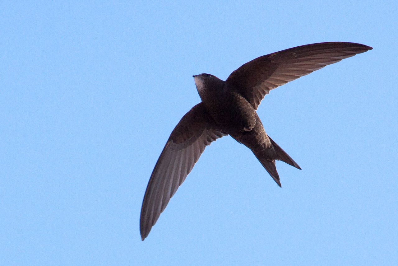 Common swift - Wikipedia