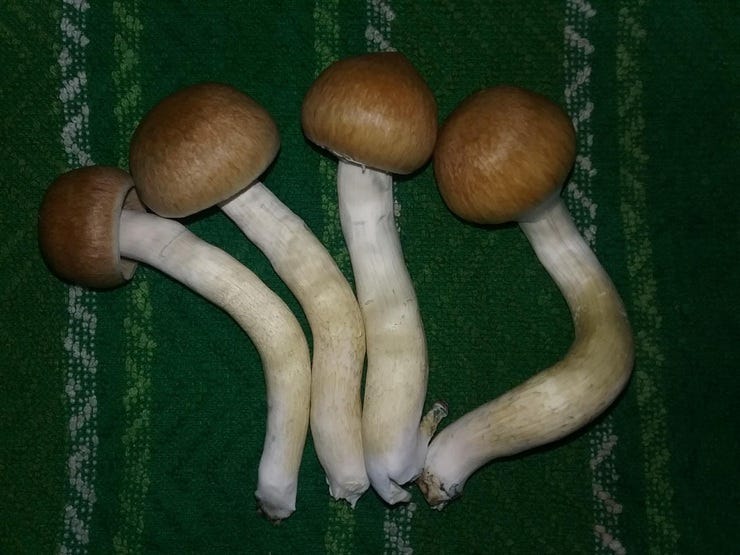 PF Redspore