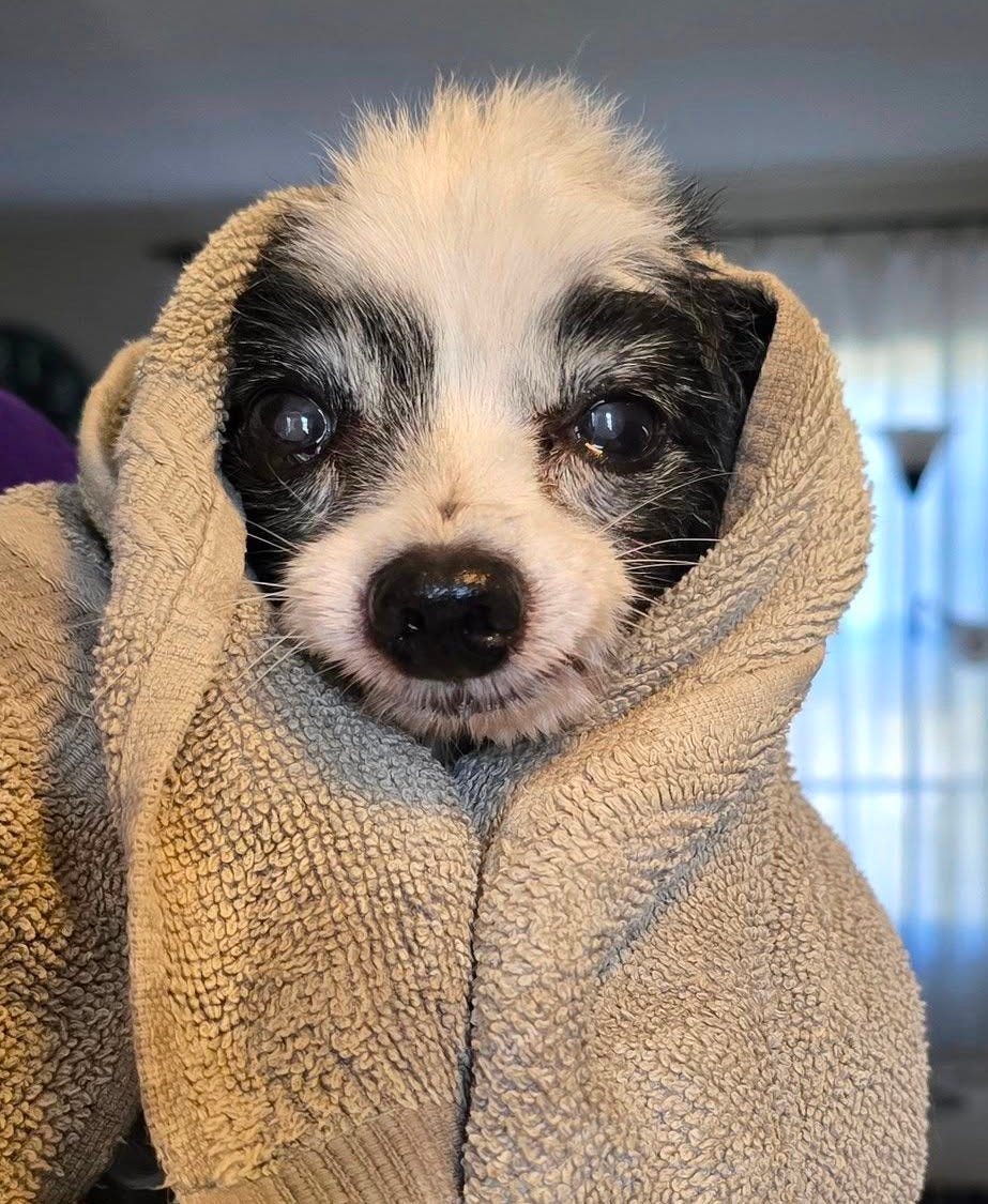 May be an image of dog