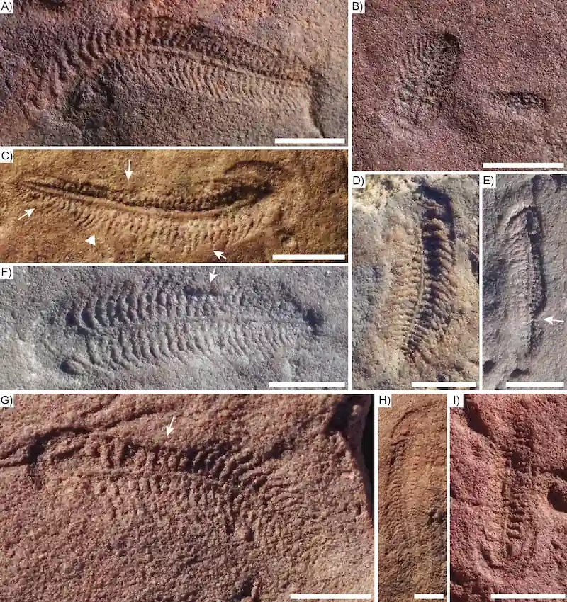 Fossils of *Spriggina floundersi* from South Australia. White arrows indicate regions of relief produced by lifting of the fossil surface, and the white triangle denotes the divergent bend angle between adjacent body modules. Credit: S.D. Evans et al. 2026