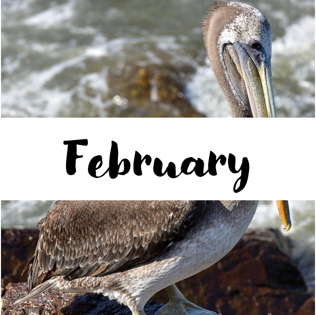 A pelican. In a white banner, the text reads "February"