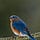 BlueBird's Poems