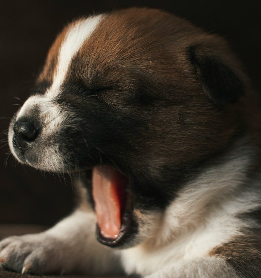 yawning white and brown short coated puppy yawning white and brown short coated puppy