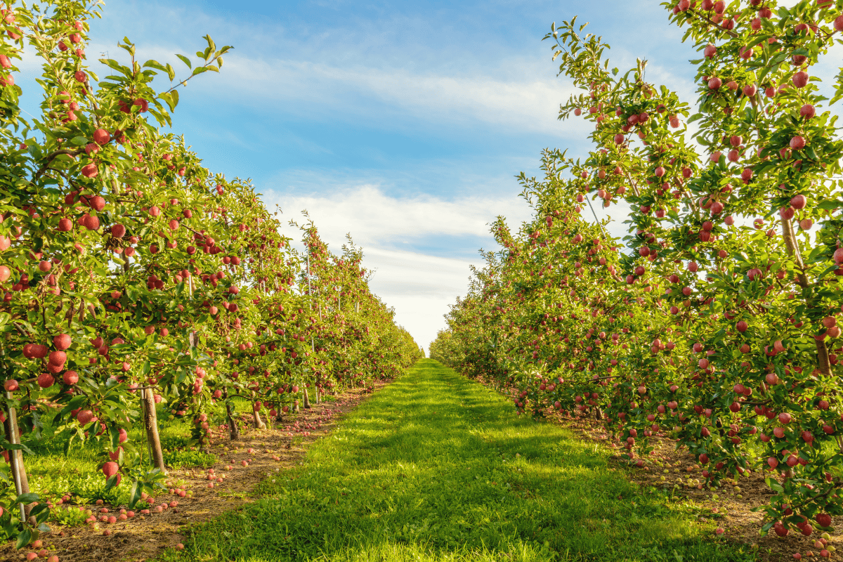 Best Orchards For Apple Picking Near New York City