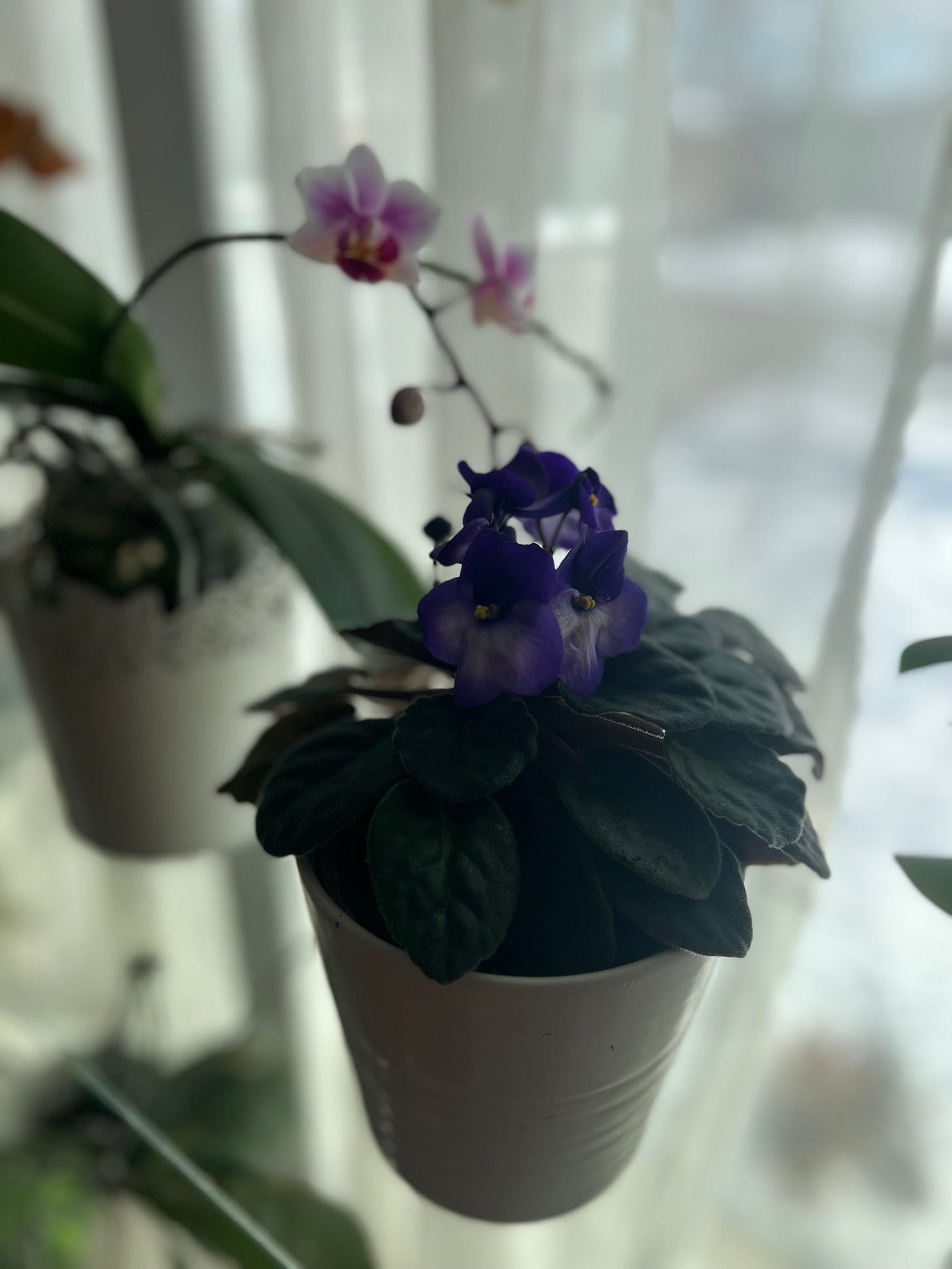African violet in the foreground and a phalaenopsis orchid in the background.