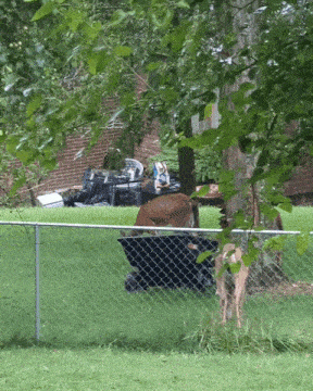 a deer laying on a bench in a yard