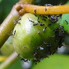 How Heat Could Silence the Forest’s Heartbeat