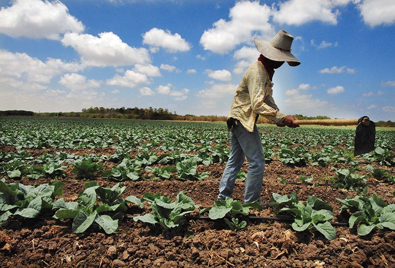 Foreign students at Israeli university 'made to work on farm' | Times  Higher Education (THE)
