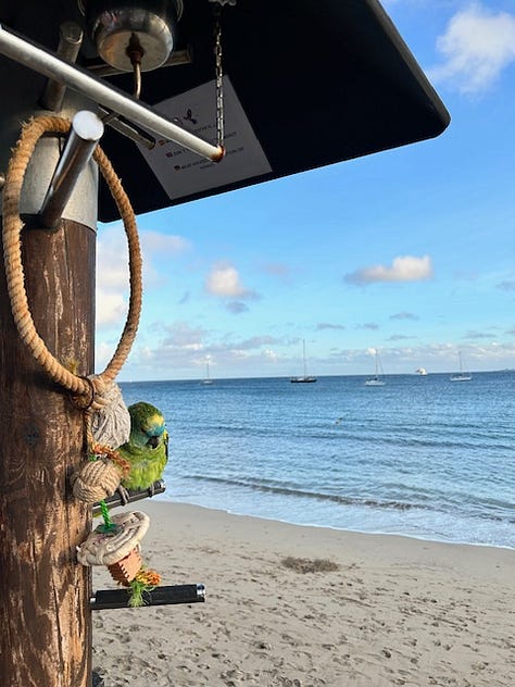 A picture of a green parrot overlooking the ocean.