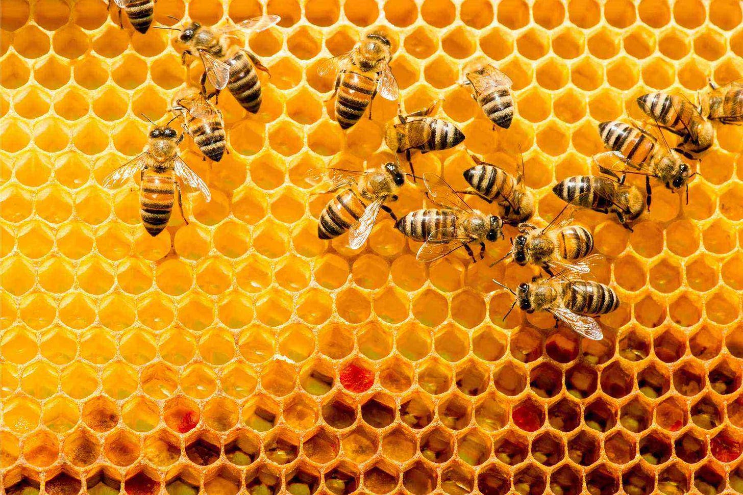 450,000 Honey Bees Just Checked in to a New York City Hotel - Fodors ... 450,000 Honey Bees Just Checked in to a New York City Hotel - Fodors ...