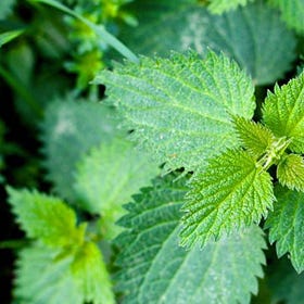 Day Two: Nettle
