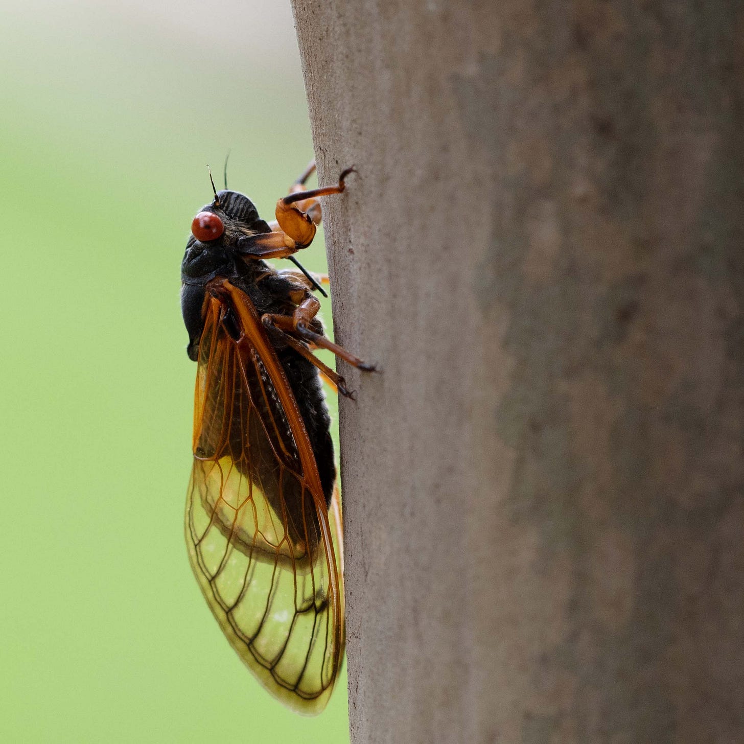 A black cicada with orange wings and red eyes climbing up a tree