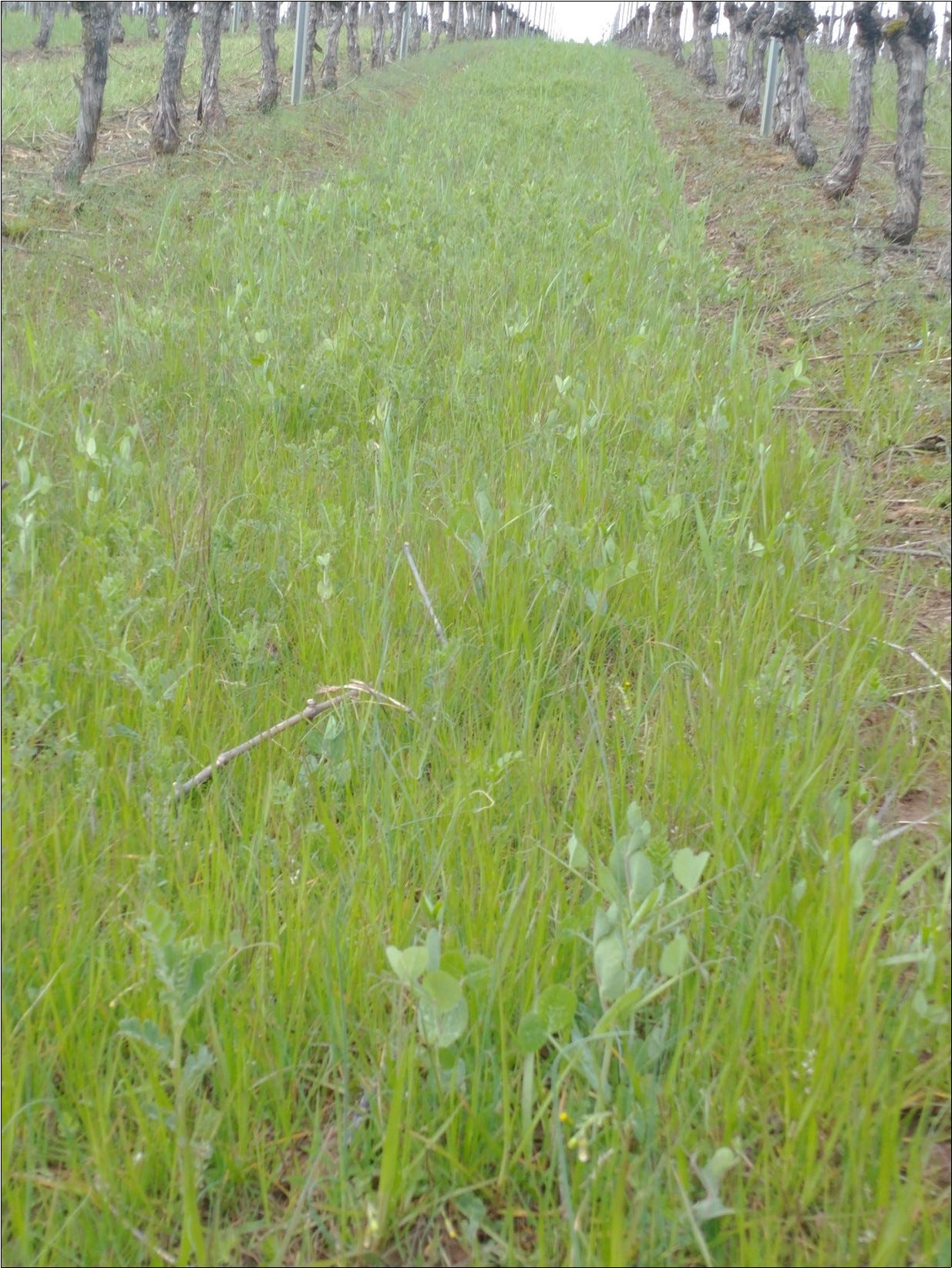 Peas and grass fixing nitrogen in the soil to feed our vines.