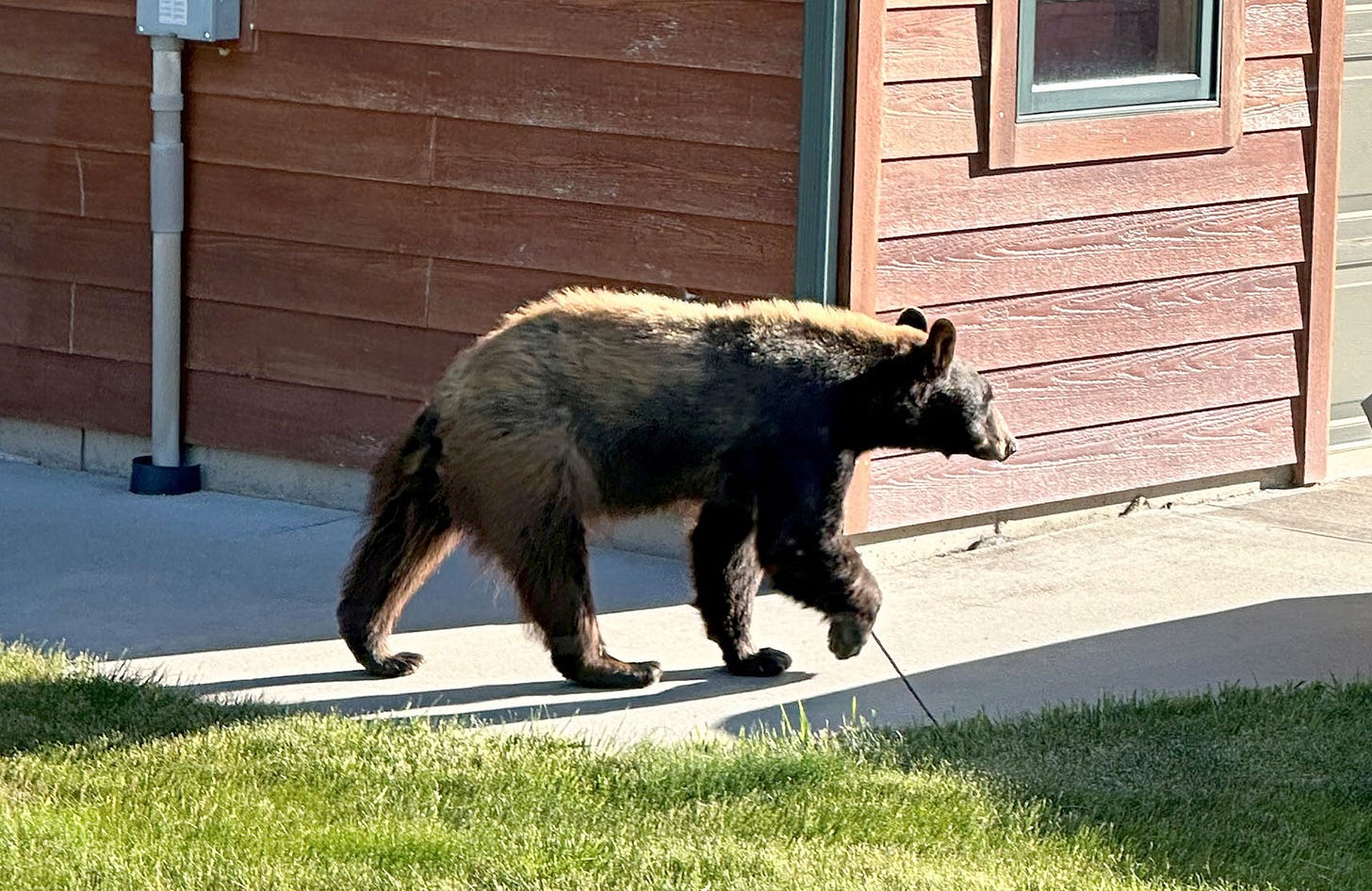 bear walking by home