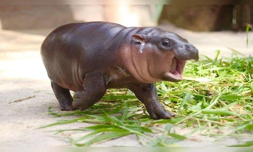 How Moo Deng, the pygmy hippo, went from zoo baby to social media icon -  CNBC TV18