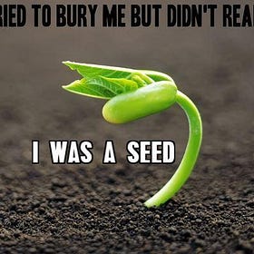 They Tried to Bury Me - They Didn't Realize I was a Seed