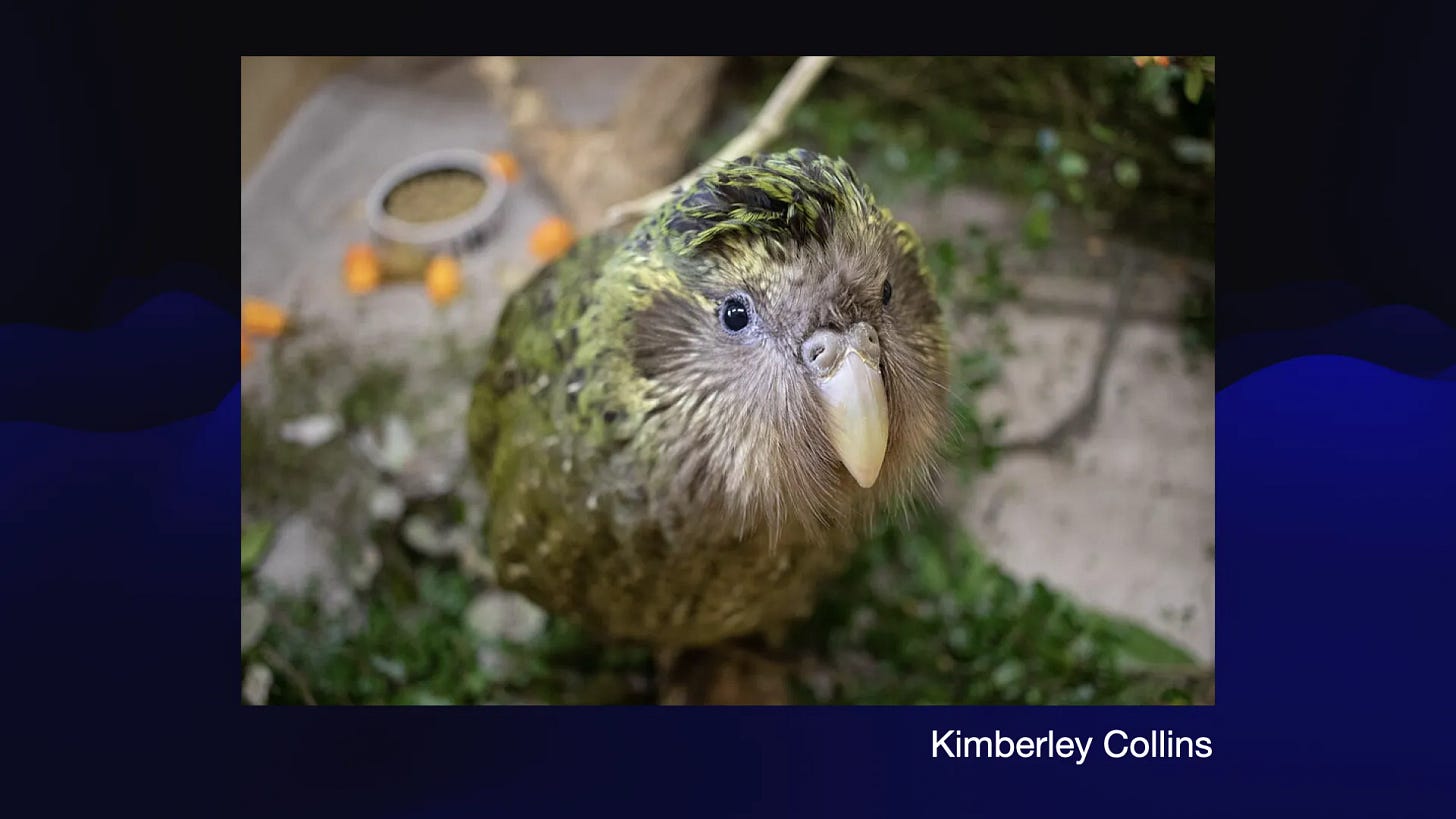 A photograph of a beautiful green New Zealand parrot. Photo credit Kimberley Collins.