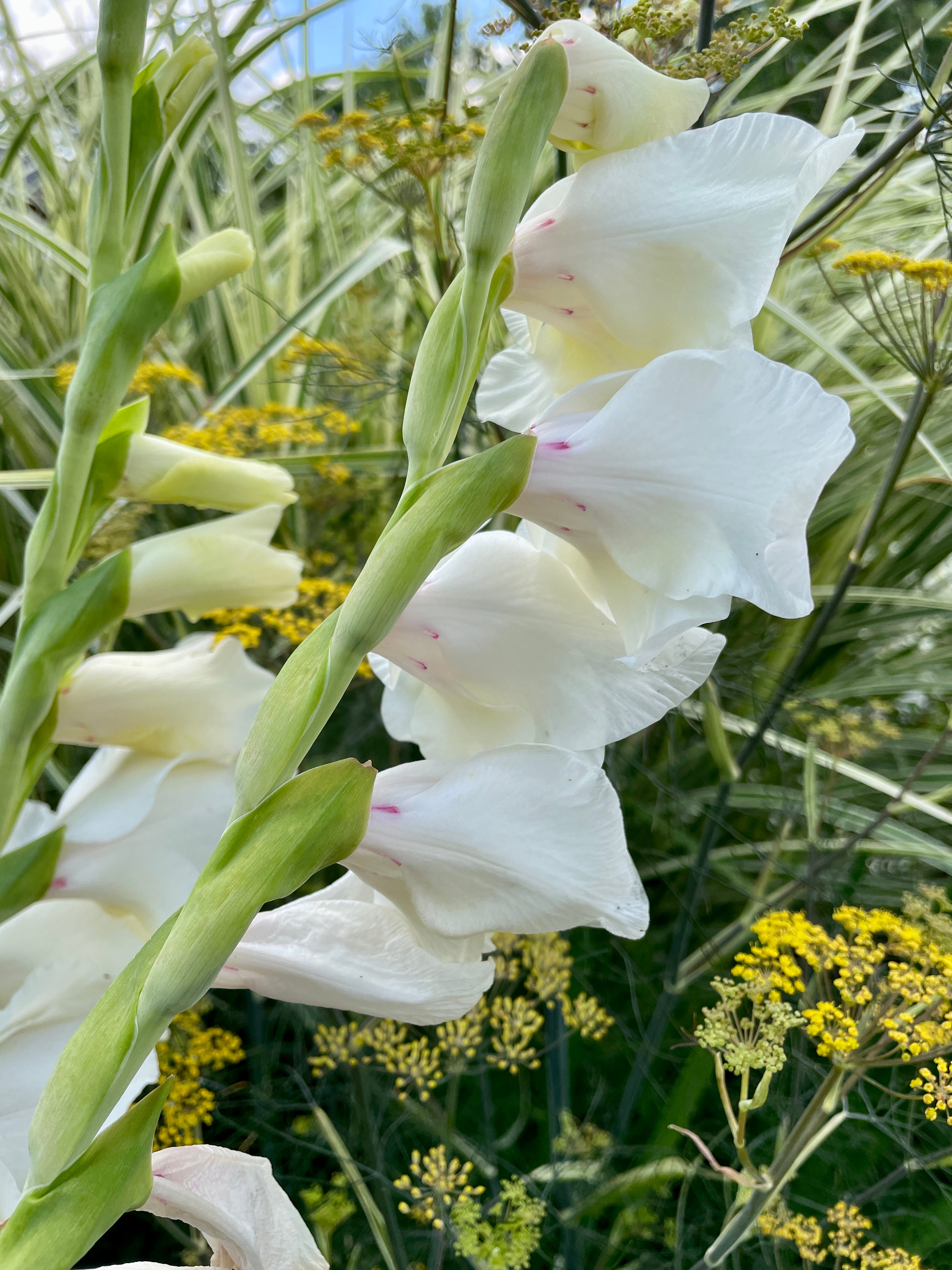 The Hot Border - Julie Witmer Gardens Newsletter