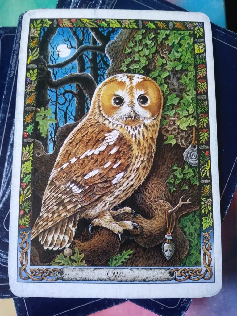 Message from the Universe - The owl reminds us of the importance of turning a disadvantage into an advantage and tells us that detachment is called for at this time.