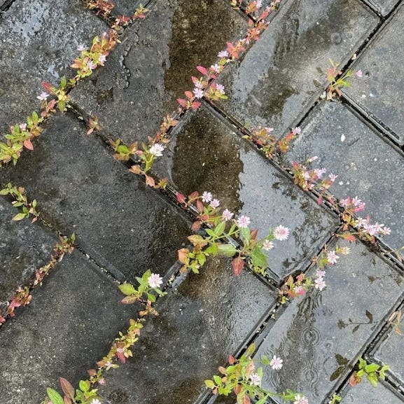 love is blooming through the cracks. //